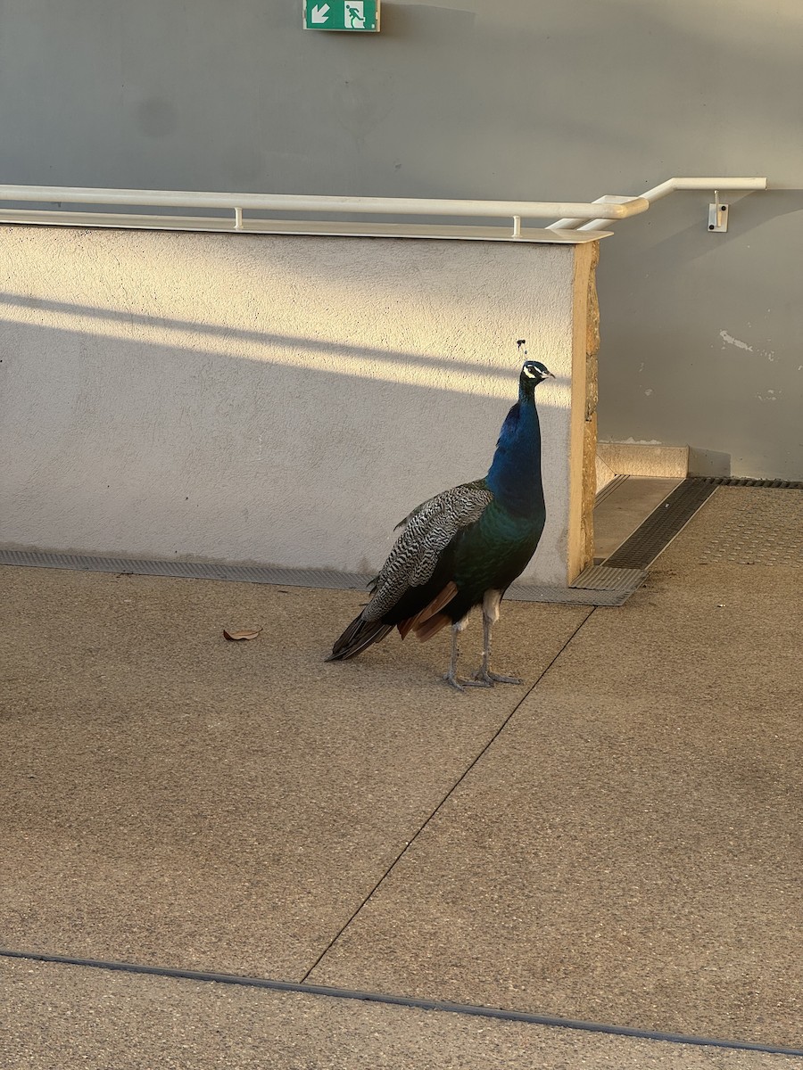 Indian Peafowl - ML645334044