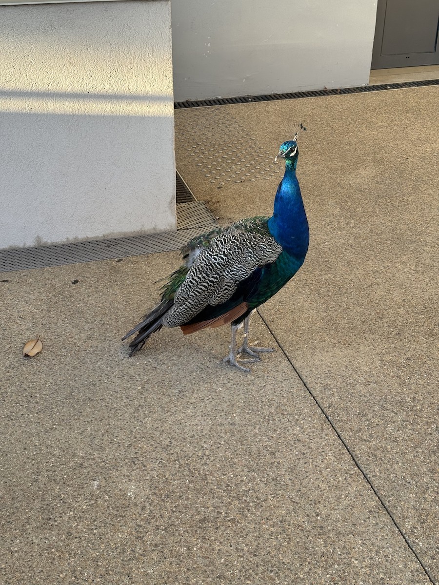 Indian Peafowl (Domestic type) - ML645334045