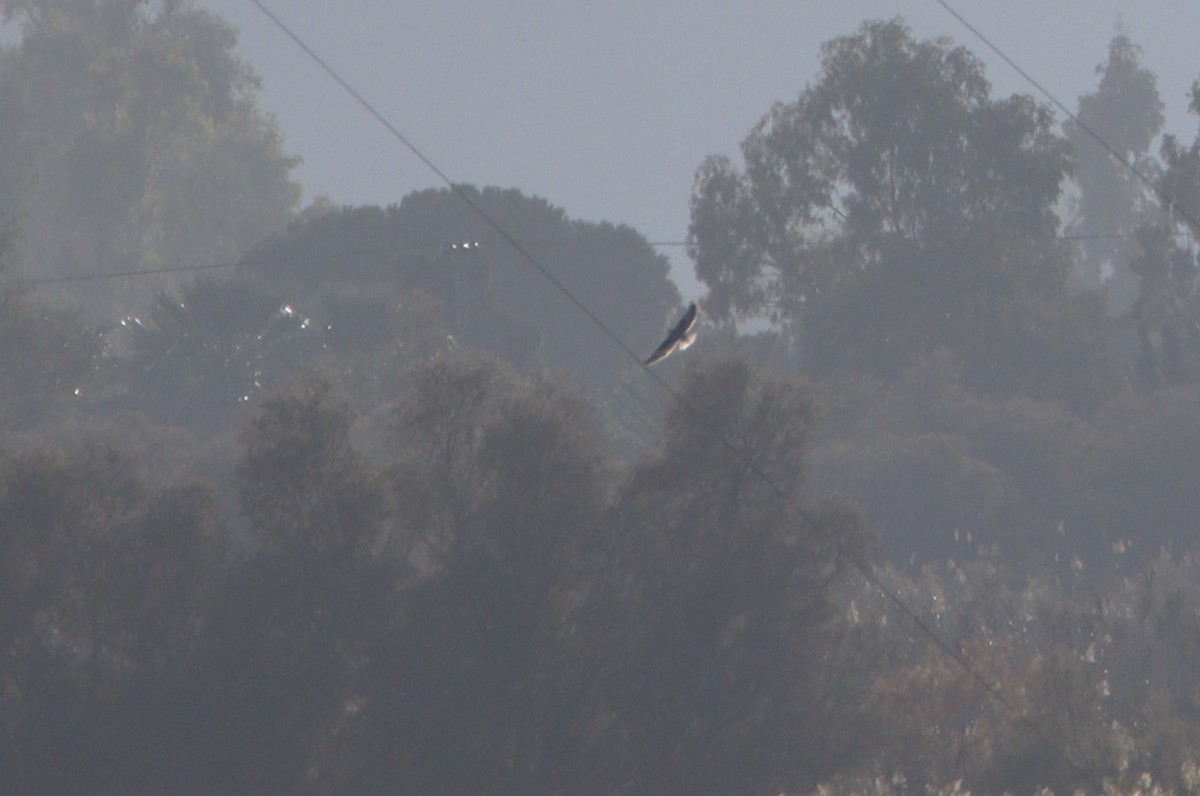 Black-winged Kite - ML645334047