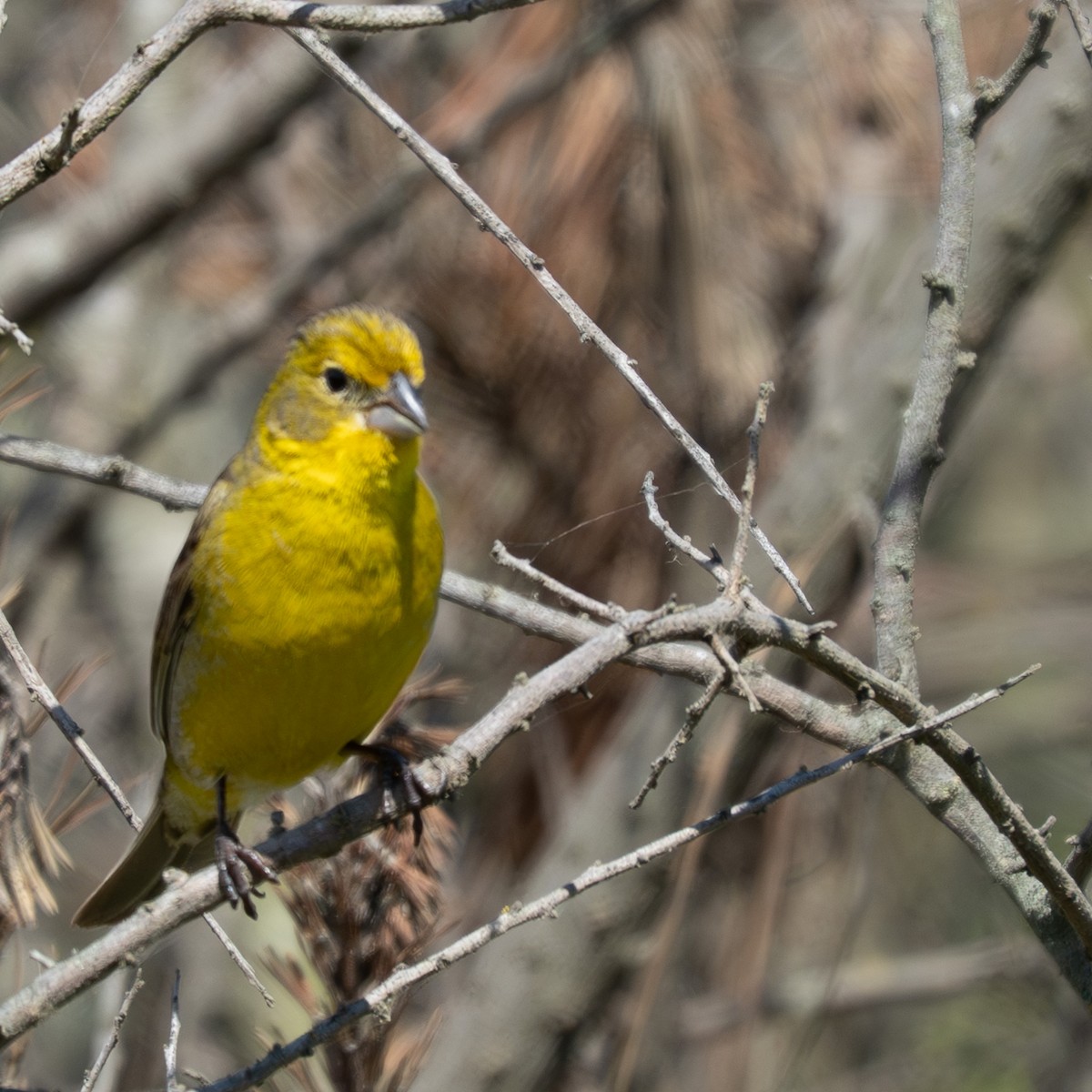Короткоклювый зерноед - ML645334051