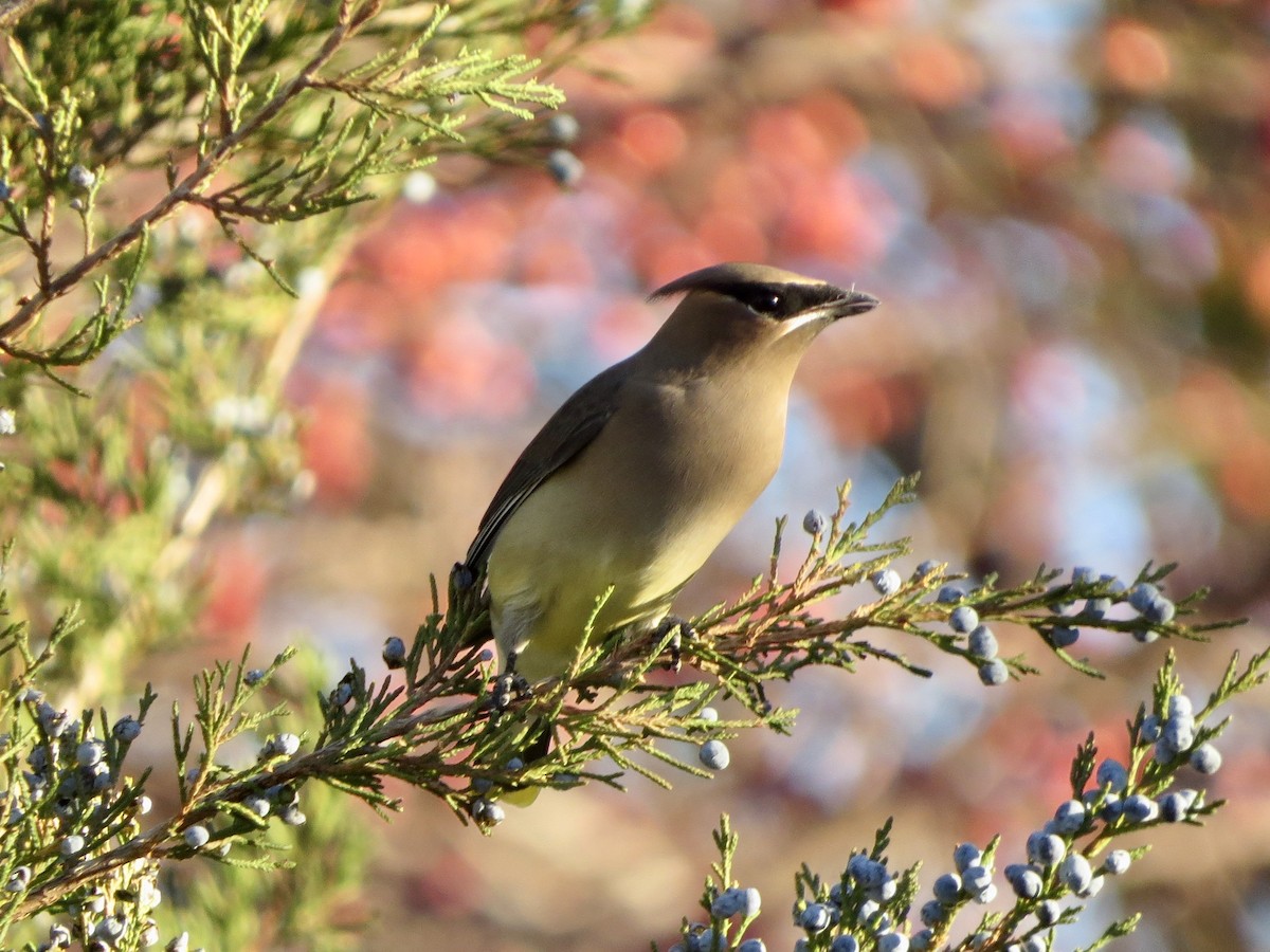 Cedar Waxwing - ML645334052