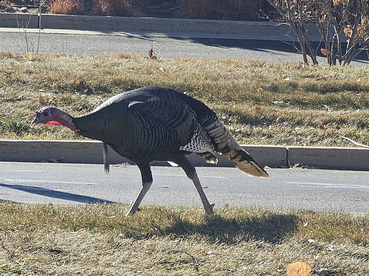 krocan divoký - ML645334057