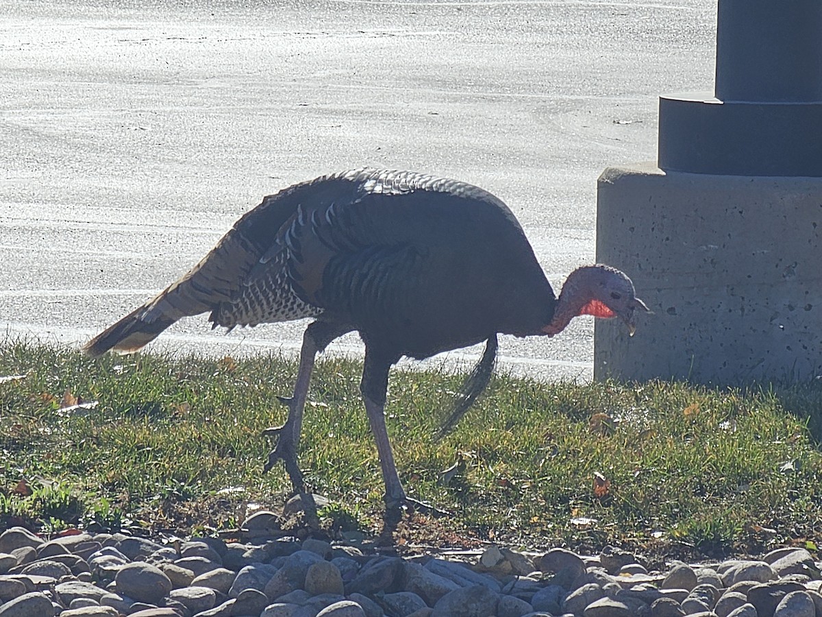 krocan divoký - ML645334058