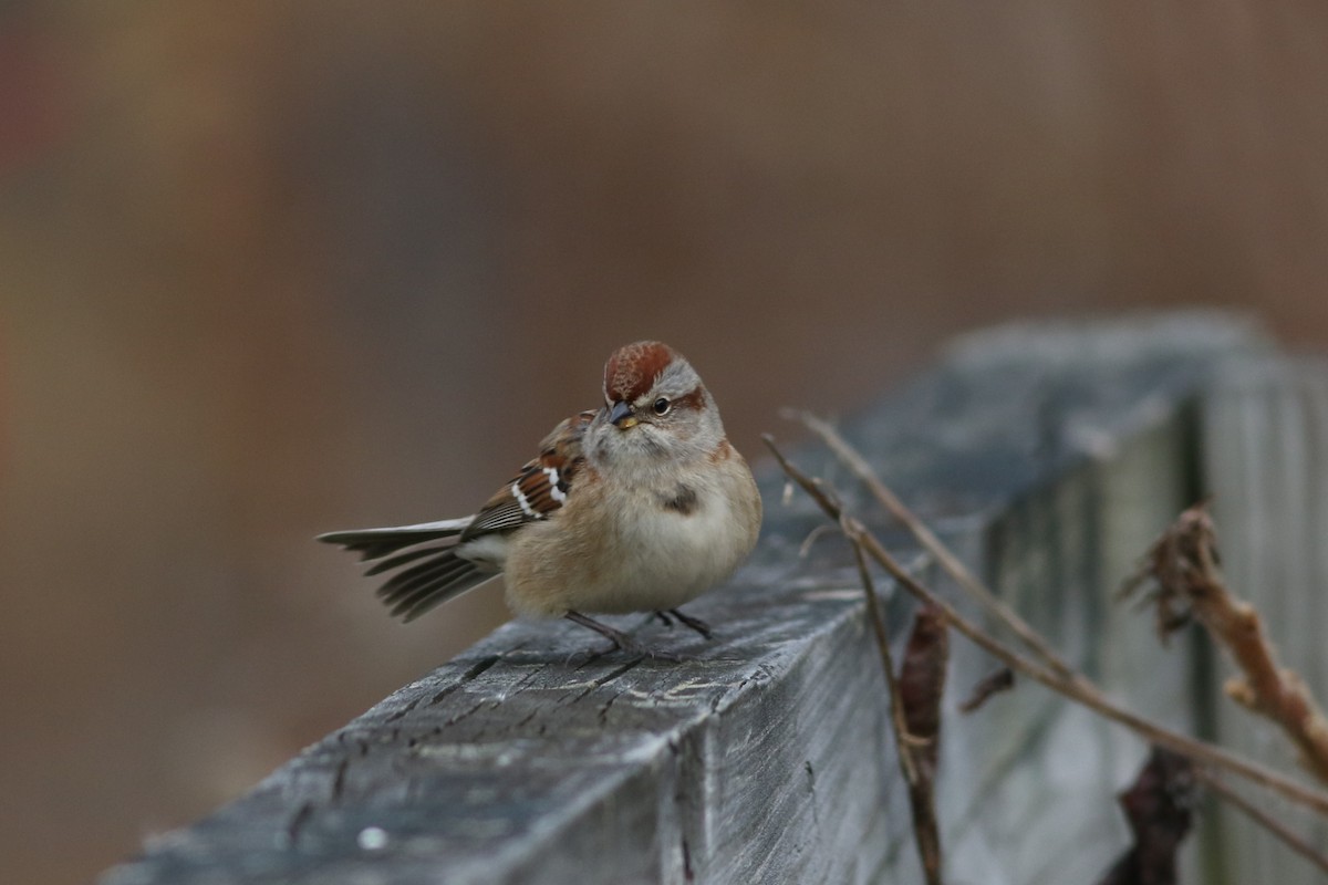 American Tree Sparrow - ML645334065