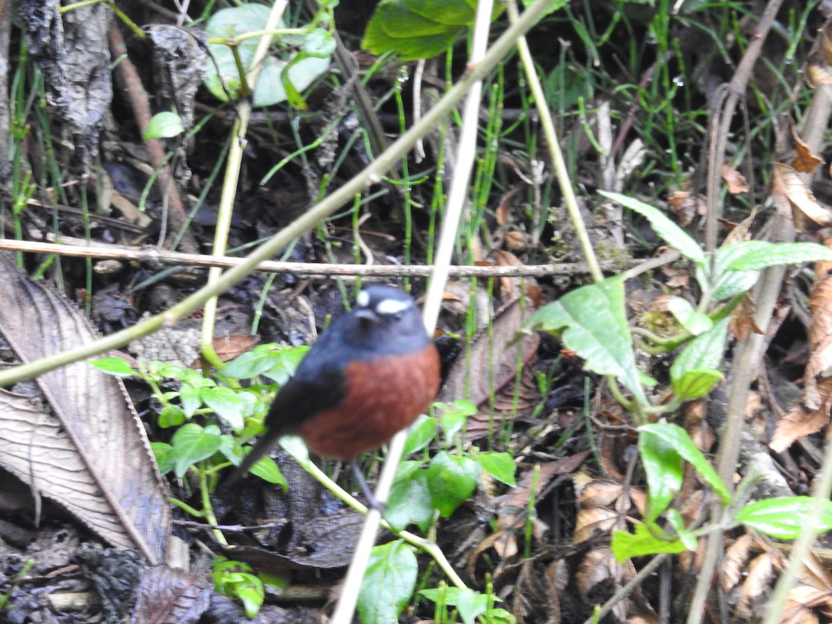 Chestnut-bellied Chat-Tyrant - ML645334071