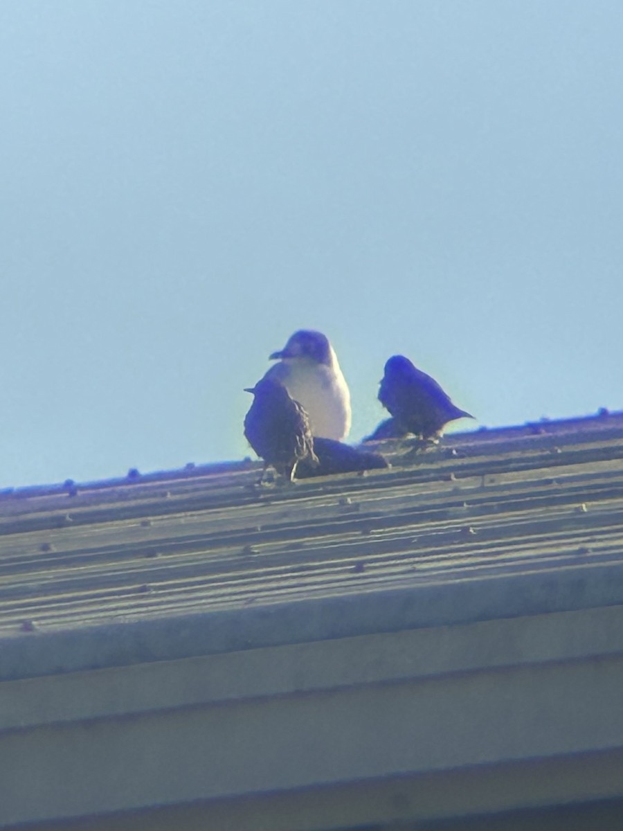 Franklin's Gull - ML645334072