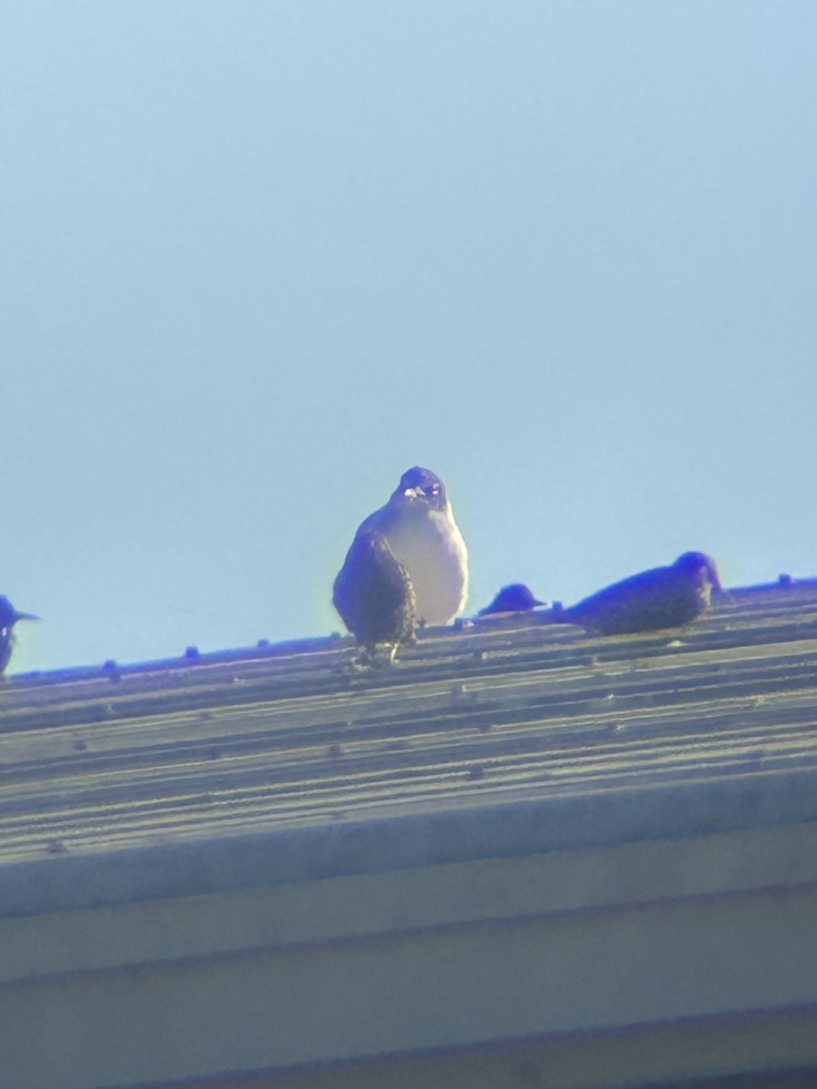 Franklin's Gull - ML645334073