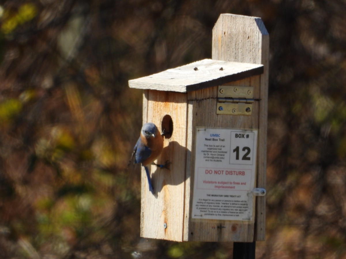 Eastern Bluebird - ML645334075