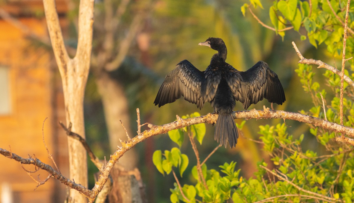 Little Cormorant - ML645334076