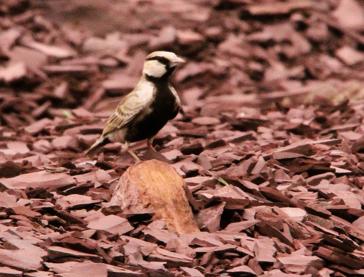 Ashy-crowned Sparrow-Lark - ML645334077