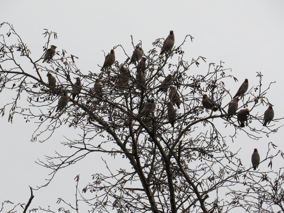 Bohemian Waxwing - ML645334078
