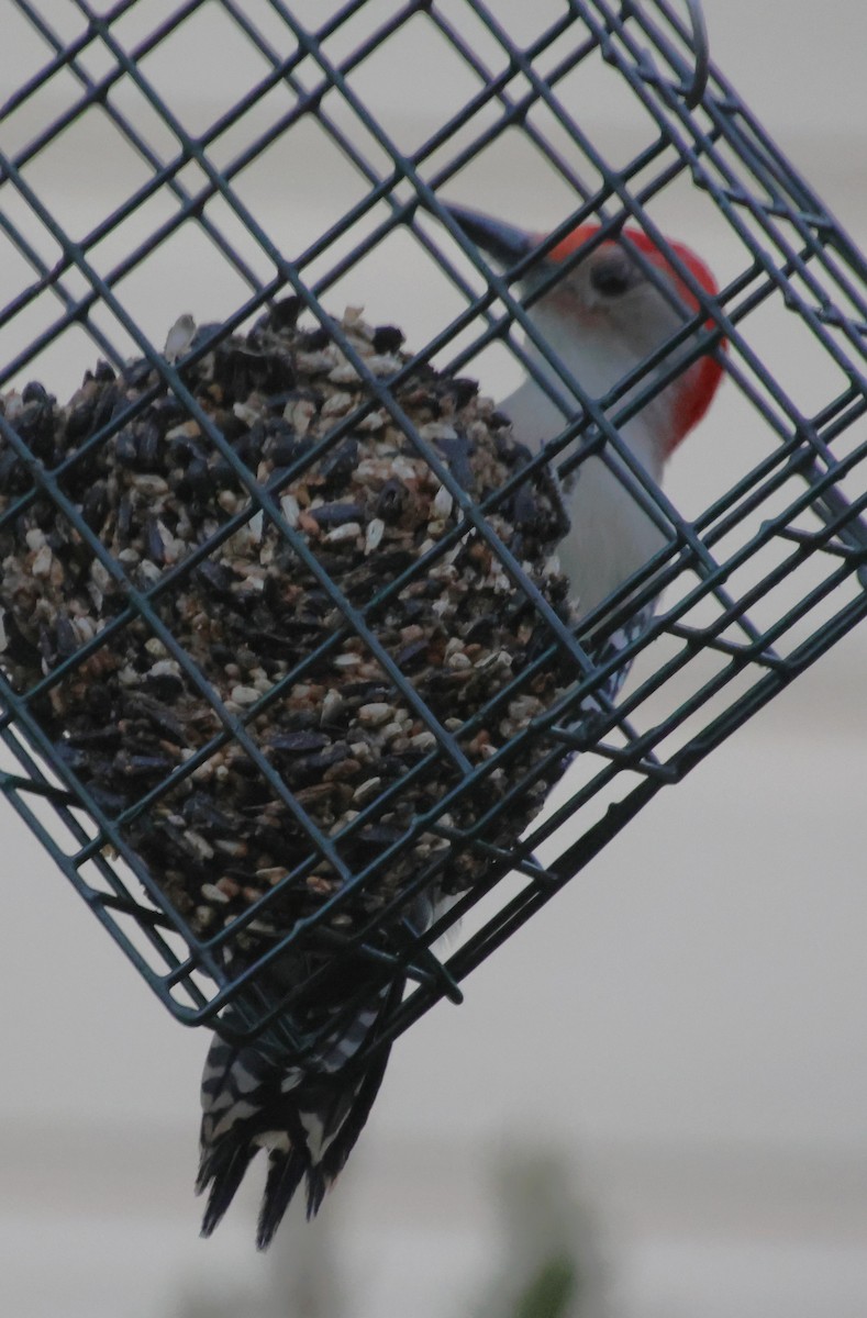 Red-bellied Woodpecker - ML645334079