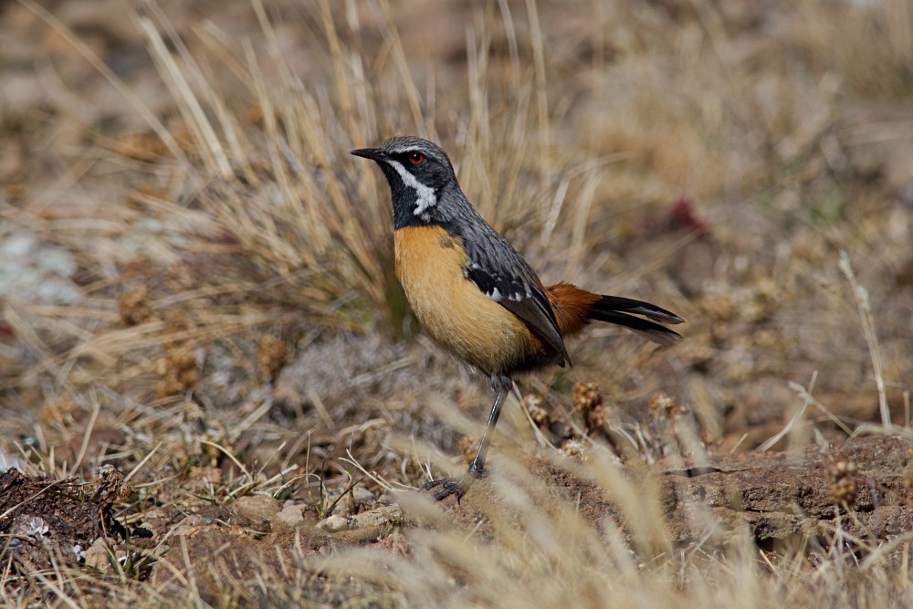 Drakensberg Rockjumper - ML645334080