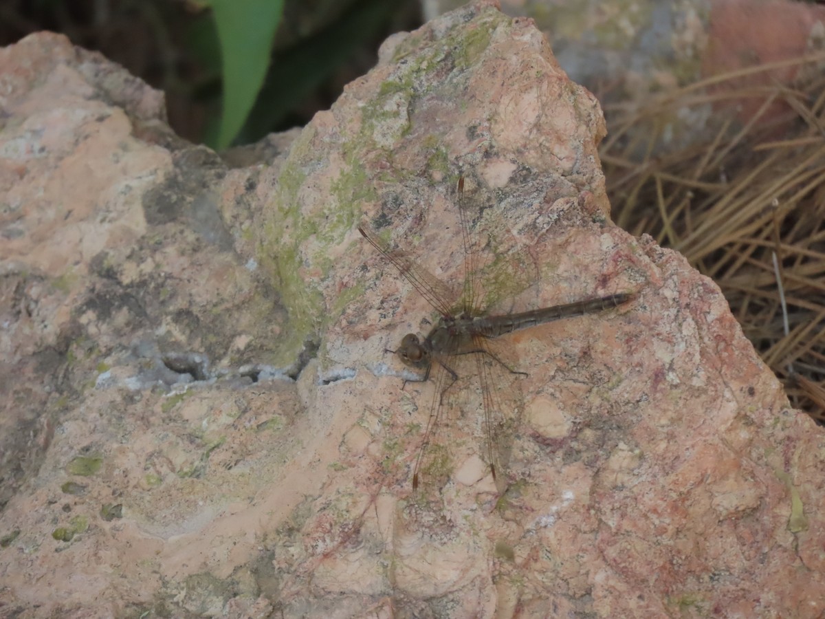 Common Darter - ML645334081