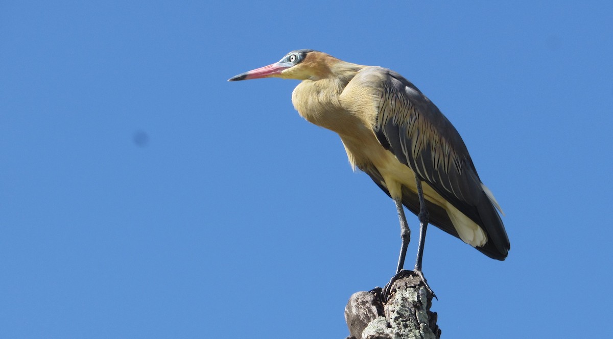 Whistling Heron - ML645334082