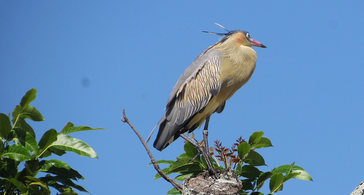 Whistling Heron - ML645334083