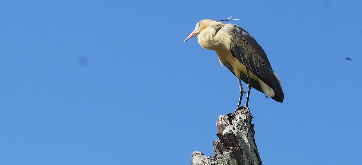 Whistling Heron - ML645334084