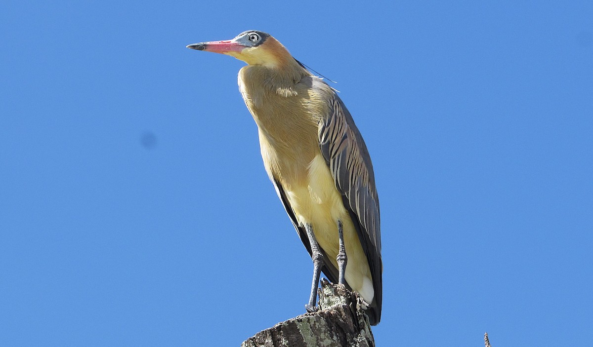 Whistling Heron - ML645334085