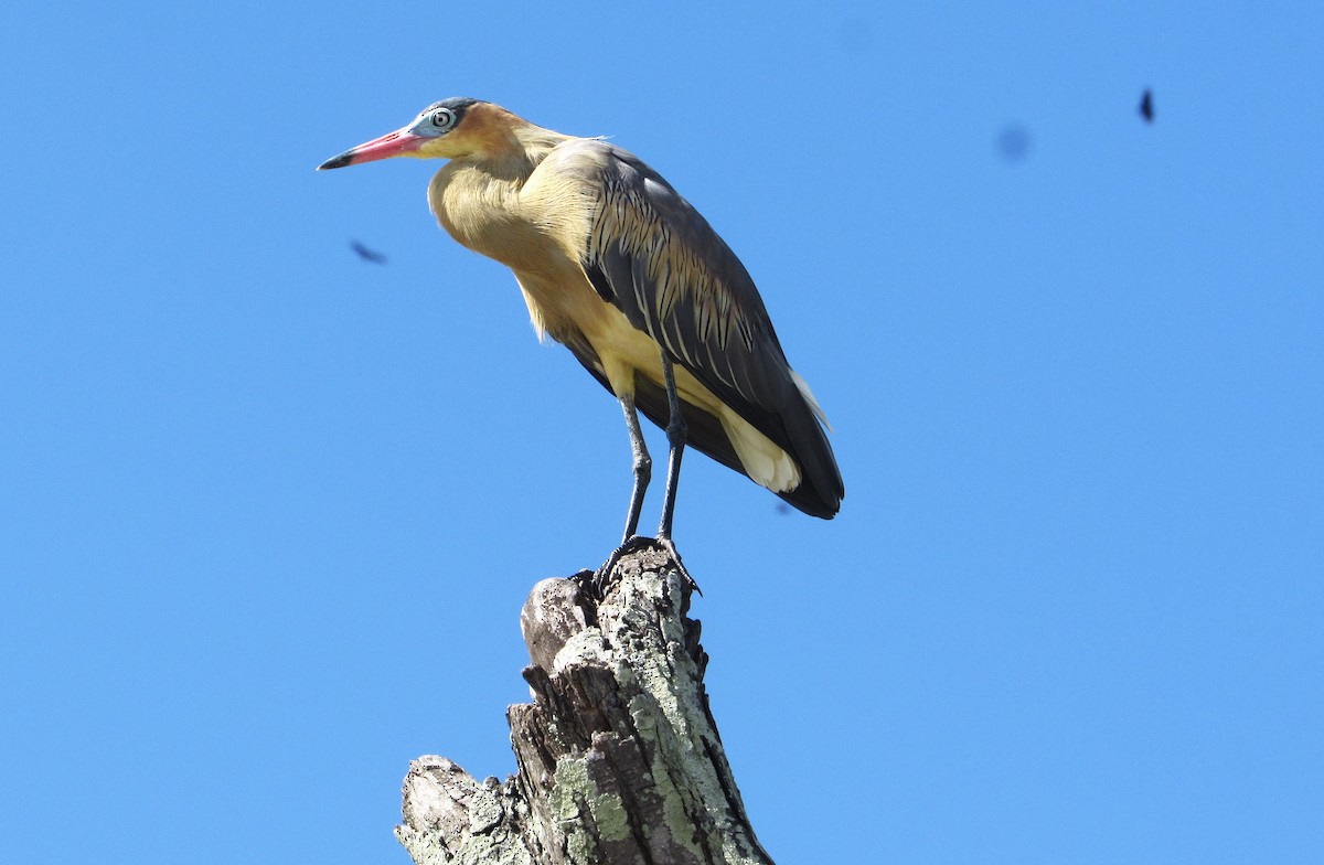 Whistling Heron - ML645334086