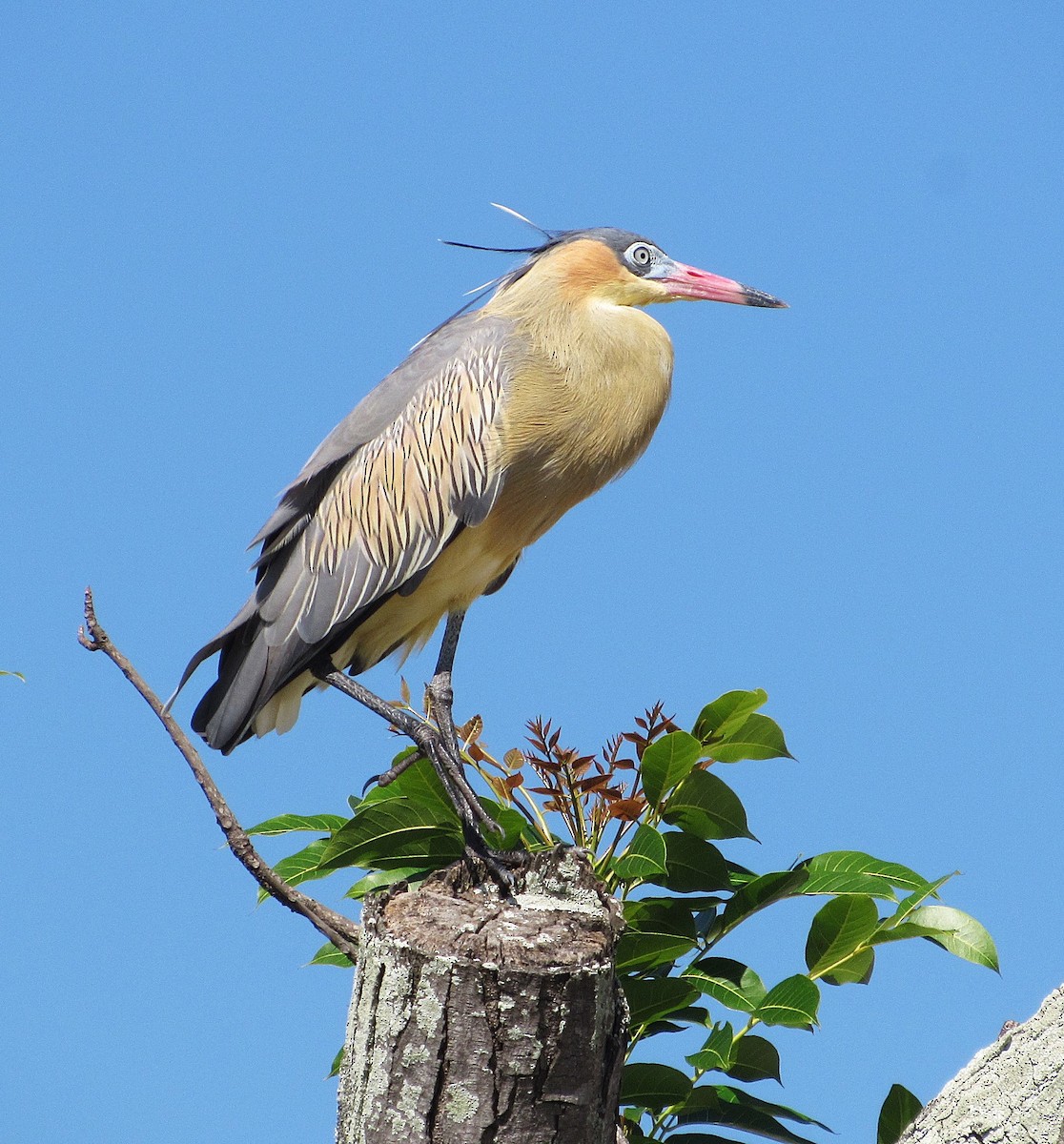 Whistling Heron - ML645334087