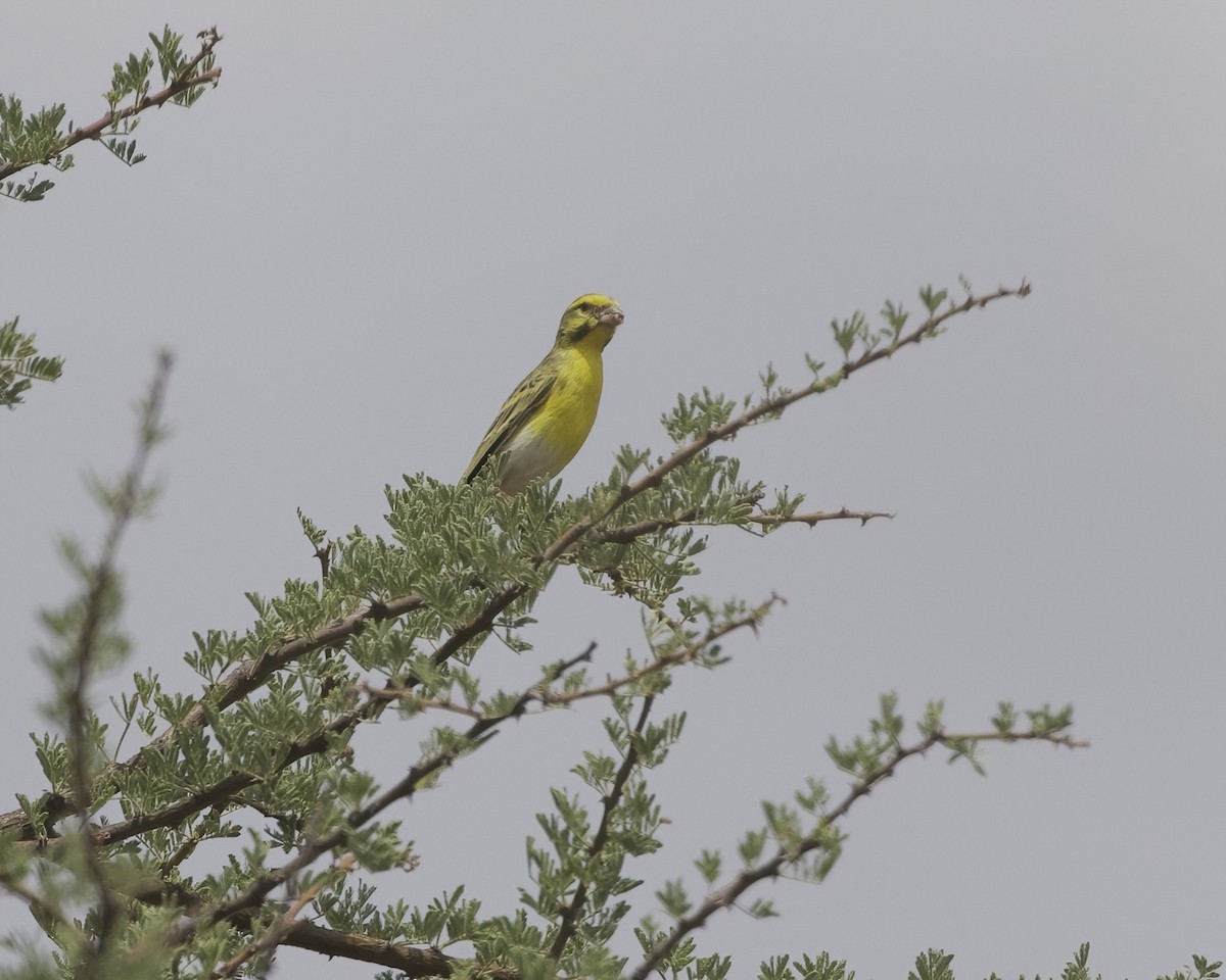 White-bellied Canary - ML645334088