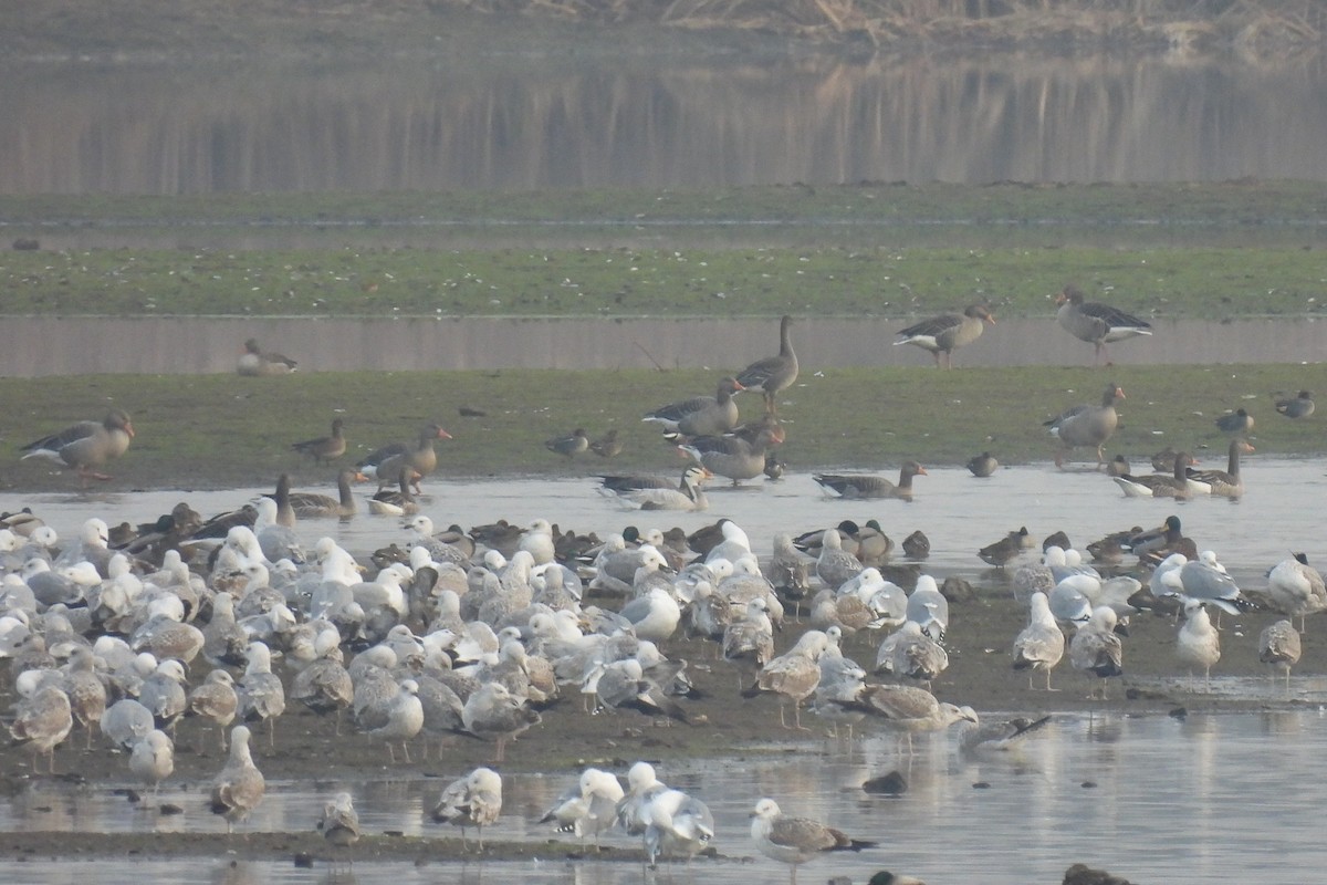 Bar-headed Goose - ML645334089