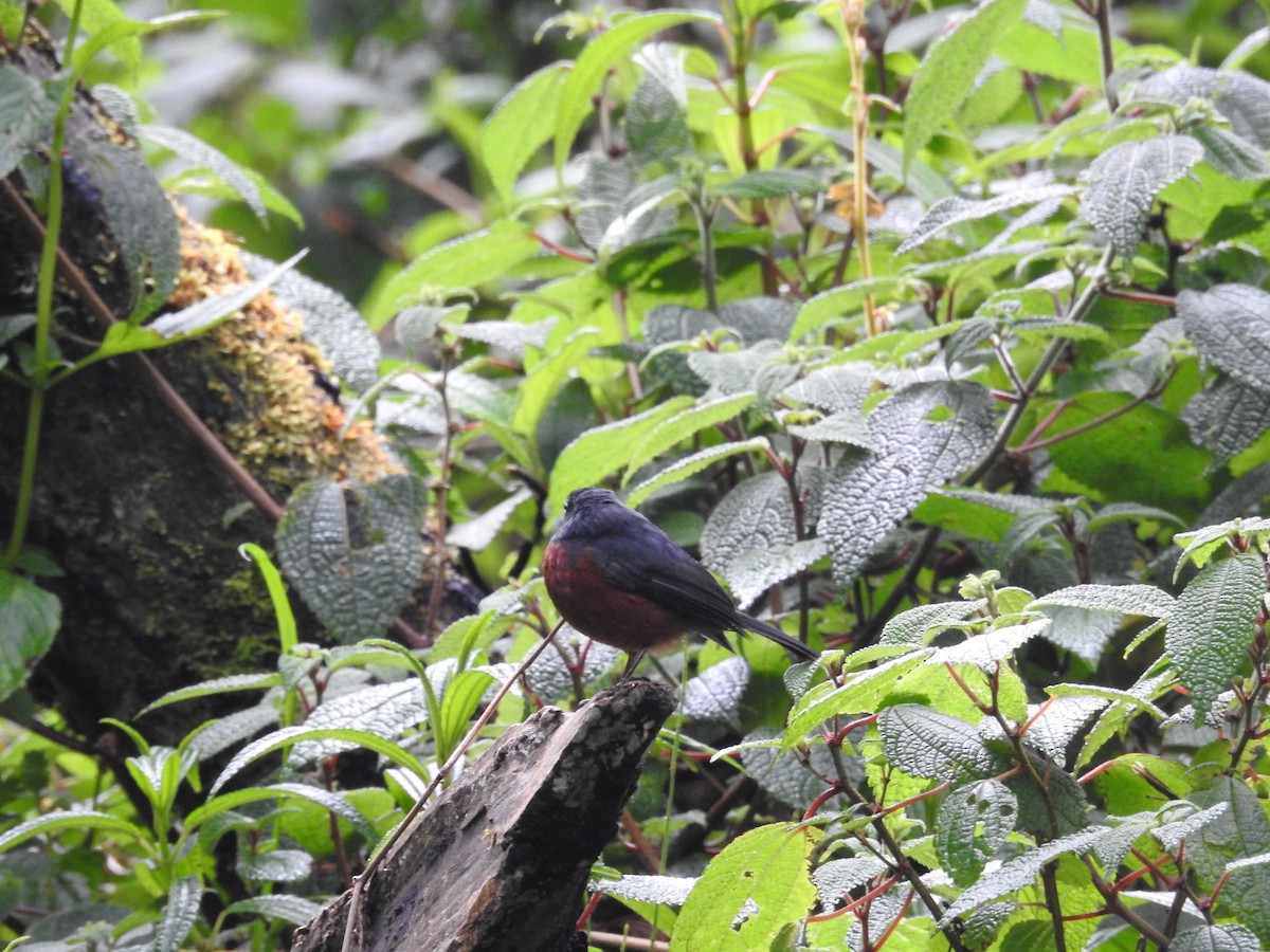 Chestnut-bellied Chat-Tyrant - ML645334090