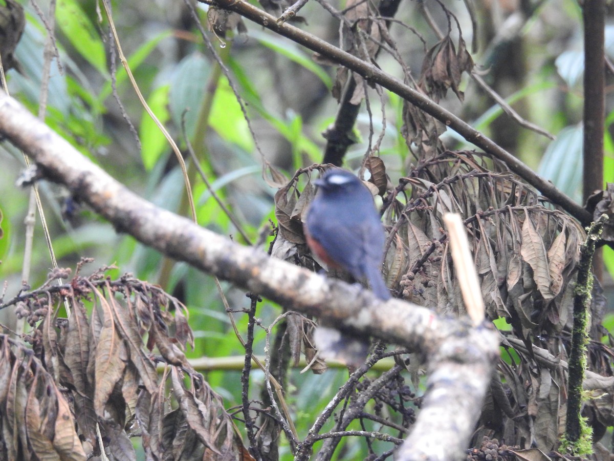 Chestnut-bellied Chat-Tyrant - ML645334093