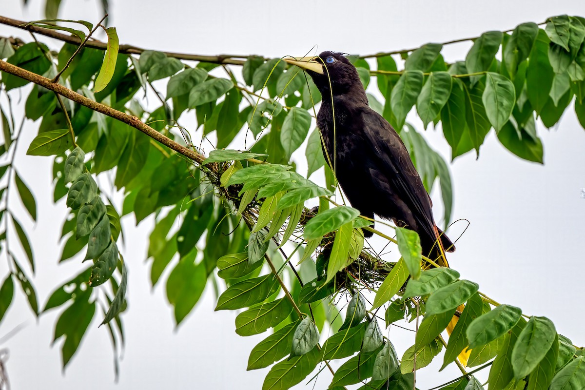 Crested Oropendola - ML645334094
