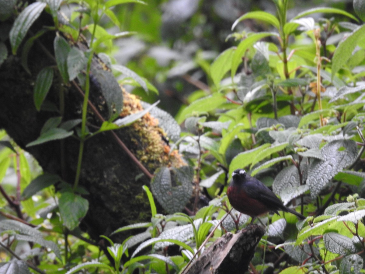 Chestnut-bellied Chat-Tyrant - ML645334095