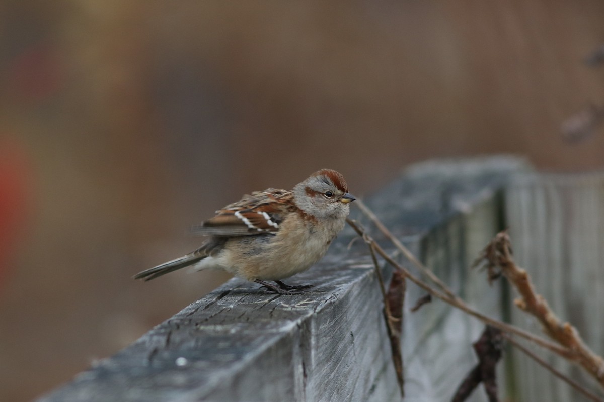 American Tree Sparrow - ML645334096