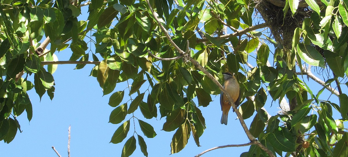 Burnished-buff Tanager - ML645334097