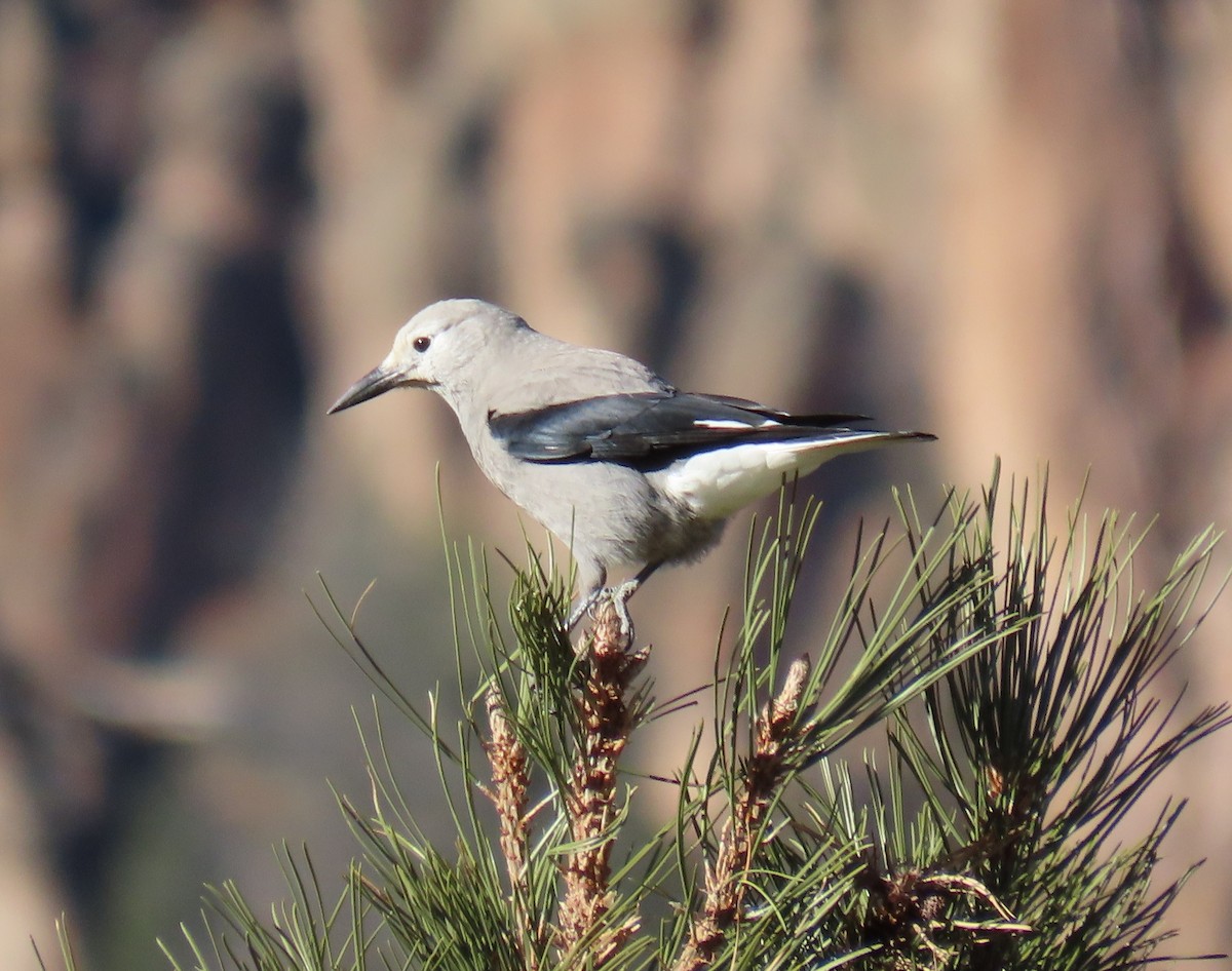 Clark's Nutcracker - ML645334098