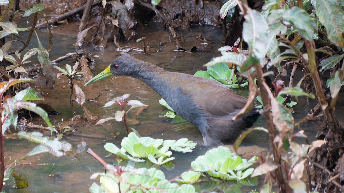 Пастушок світлогорлий - ML645334105