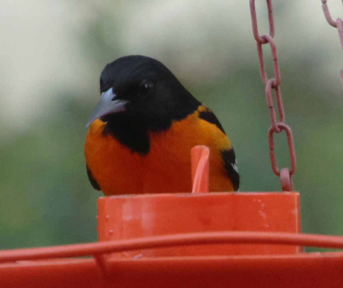 Балтиморский трупиал - ML645334109