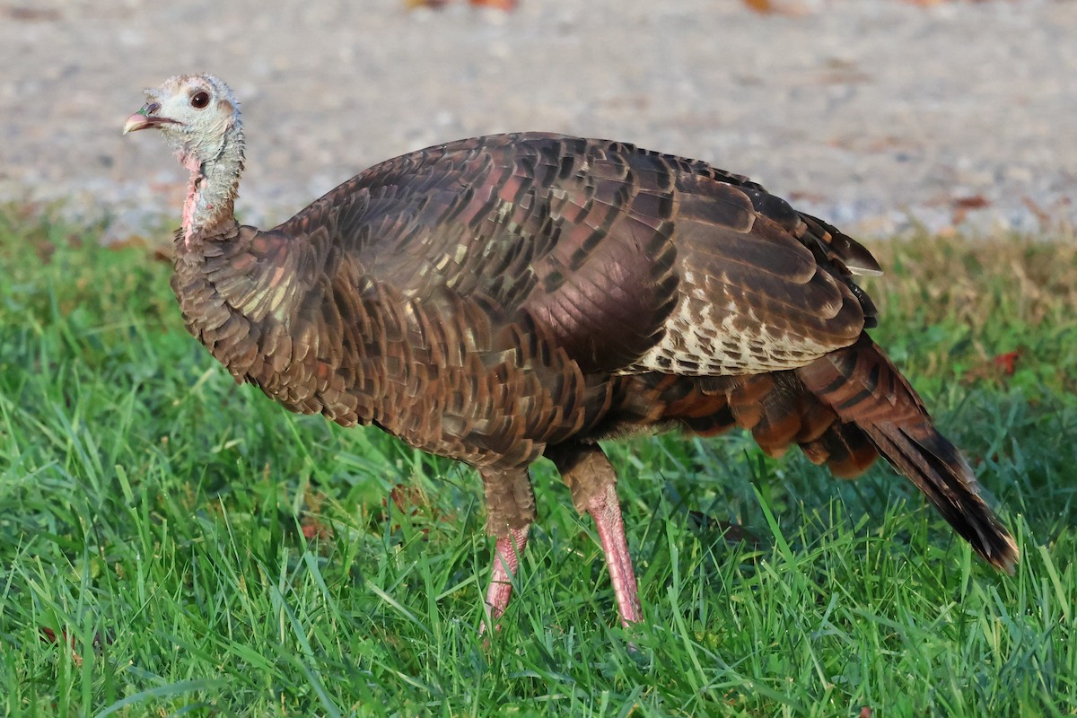 krocan divoký - ML645334112