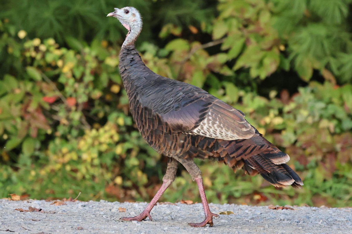 krocan divoký - ML645334116