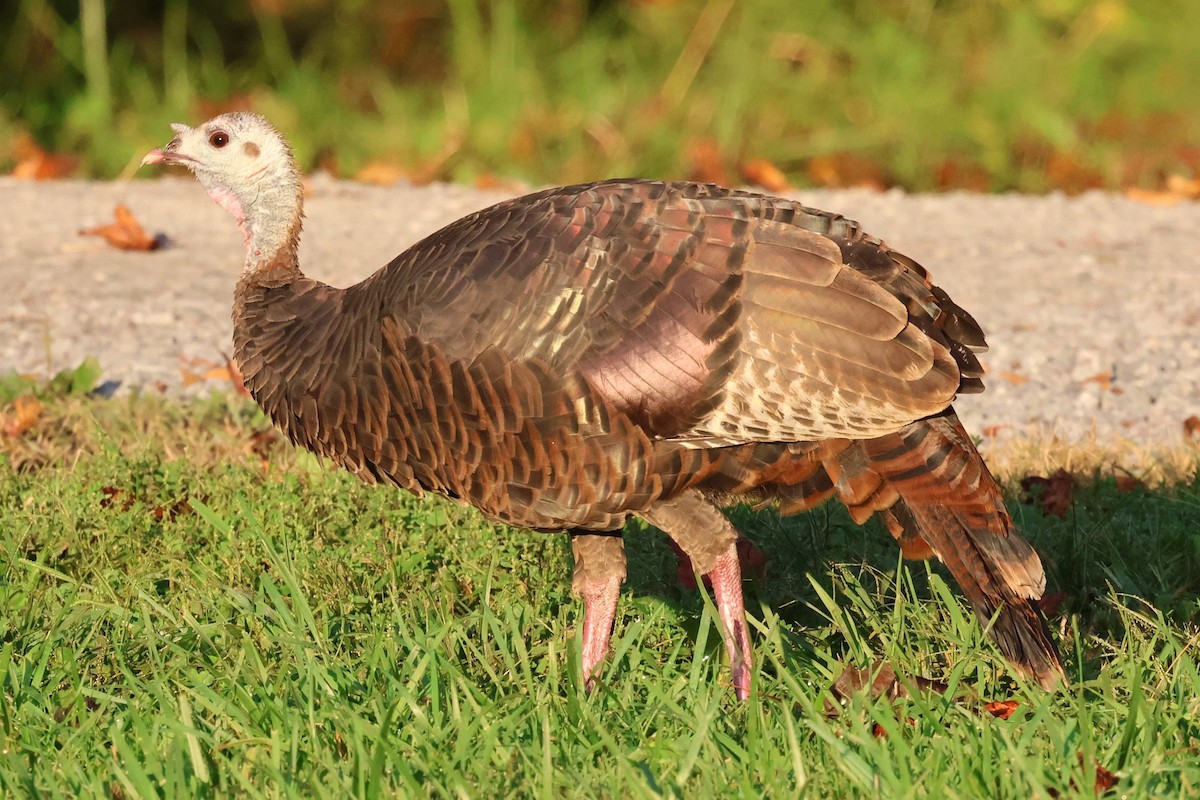 krocan divoký - ML645334120