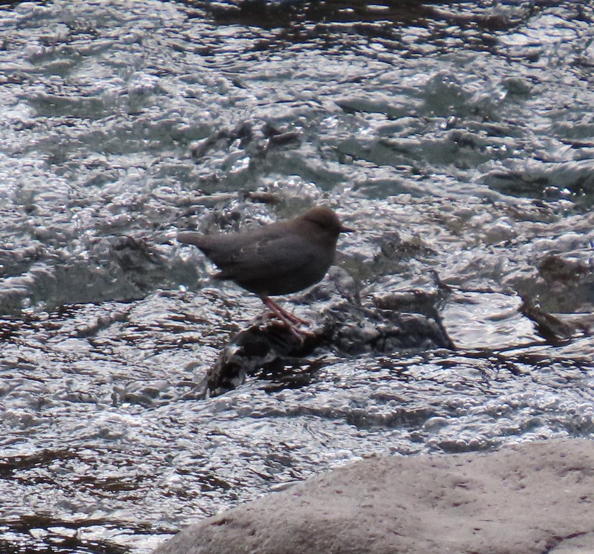American Dipper - ML645334127