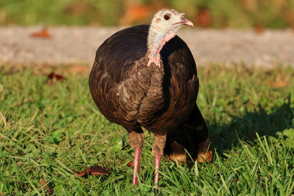 krocan divoký - ML645334135