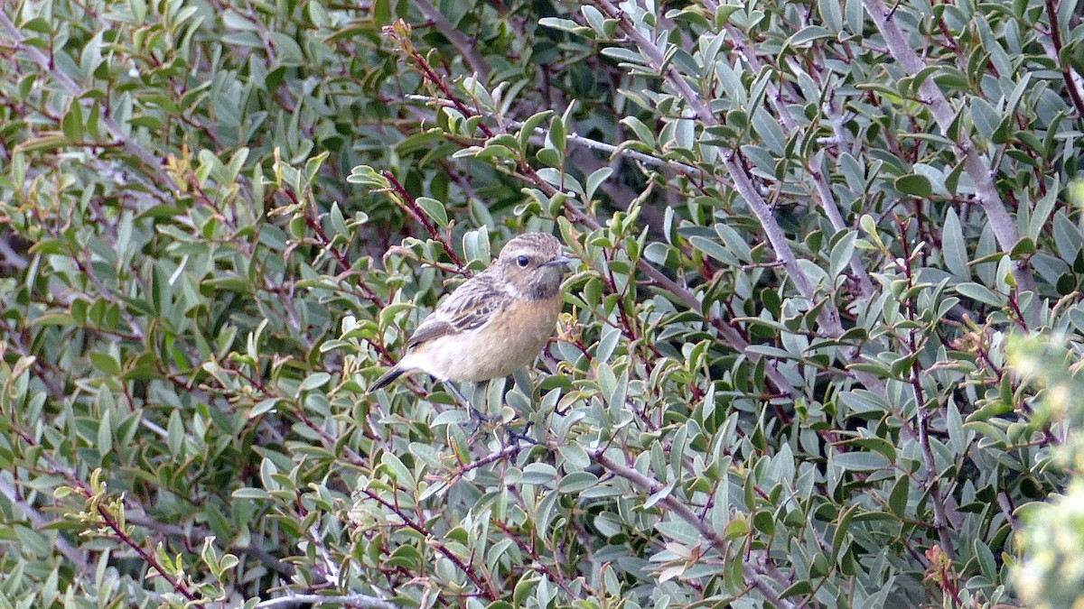 Трав'янка чорноголова - ML645334138