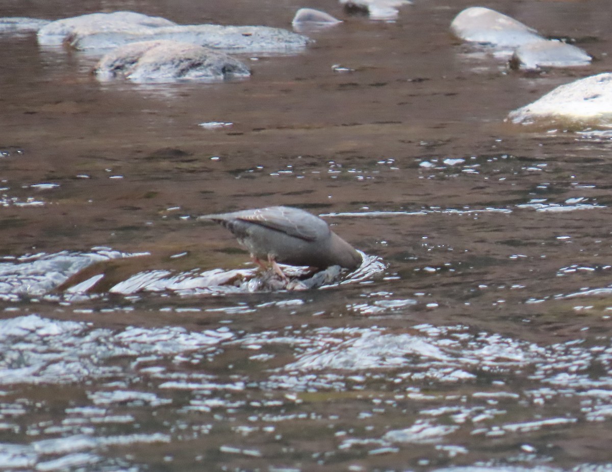 American Dipper - ML645334142