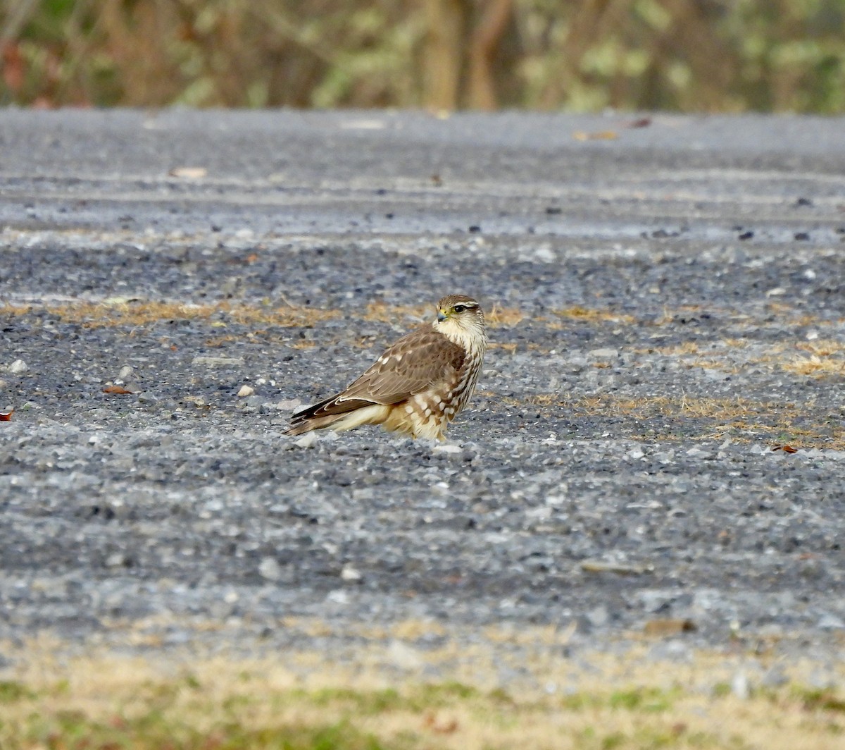 Merlin - ML645334146