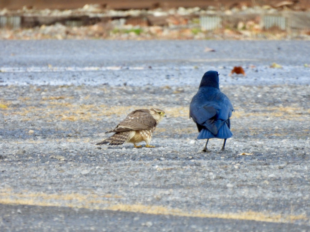 Merlin - ML645334148