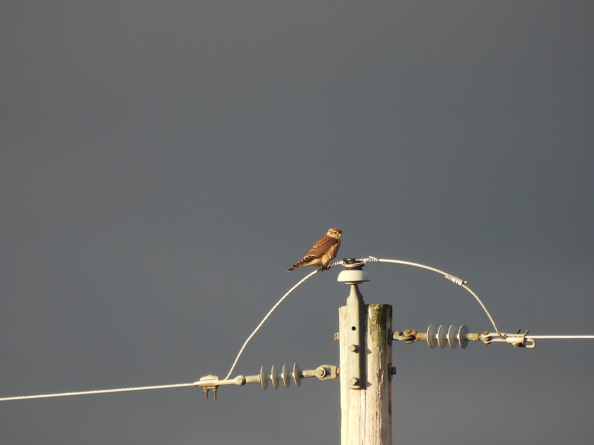 Merlin - ML645334149