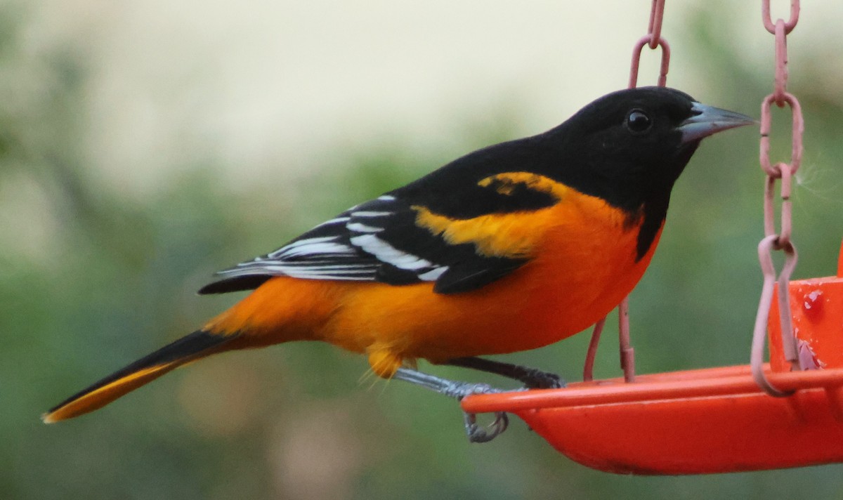 Балтиморский трупиал - ML645334151