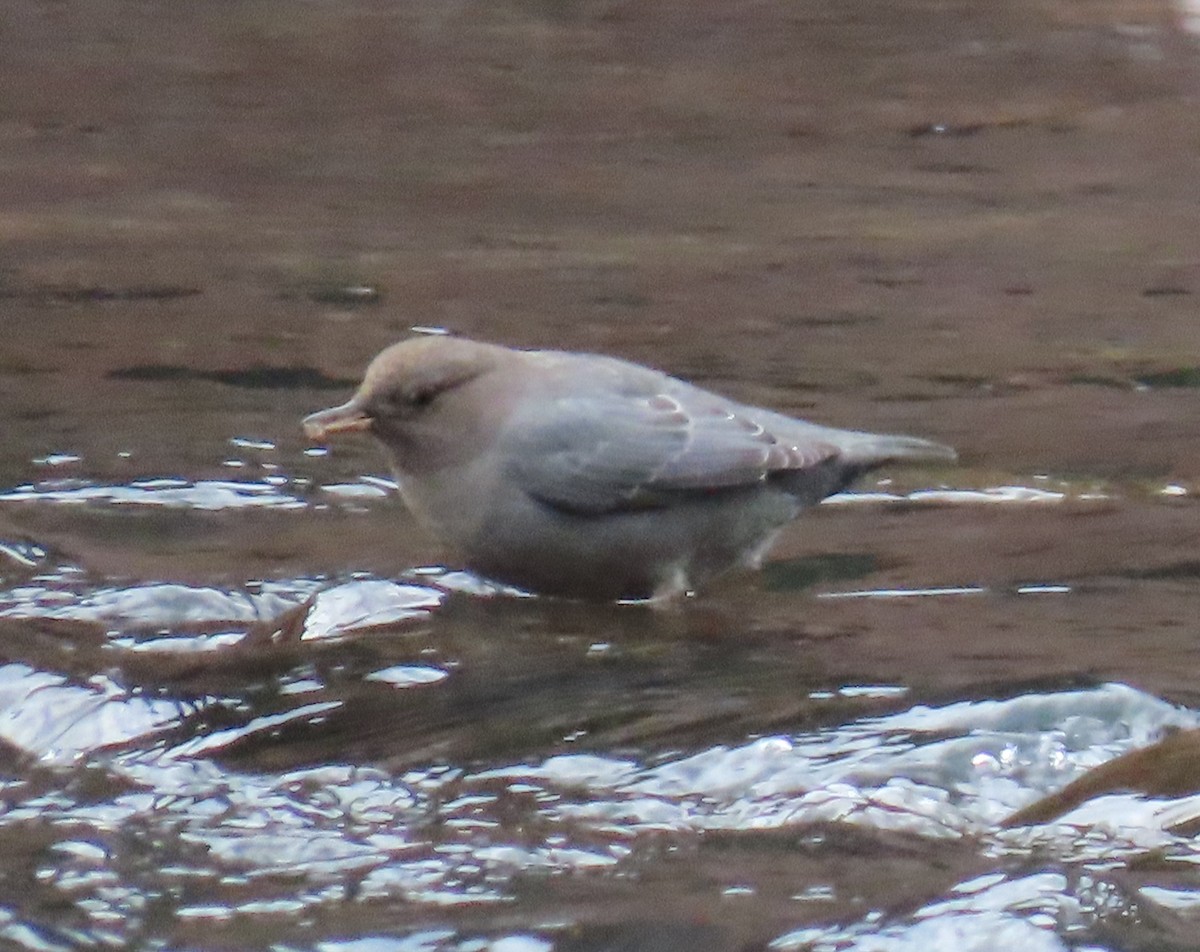 American Dipper - ML645334152