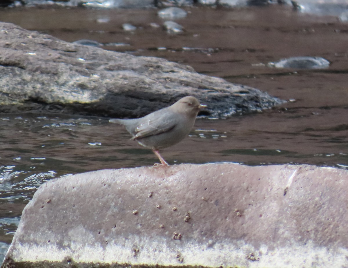 American Dipper - ML645334156