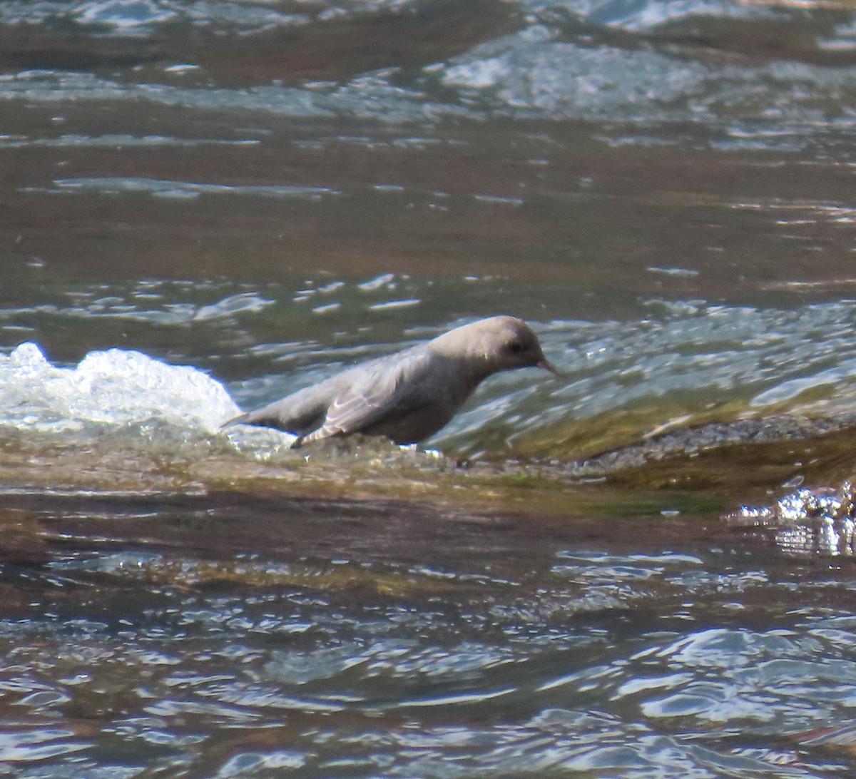 American Dipper - ML645334159