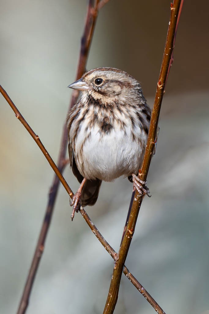 Song Sparrow - ML645334167